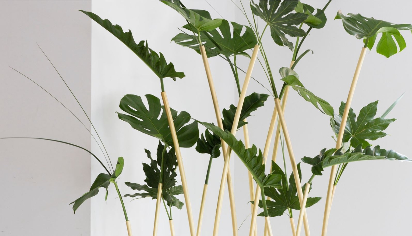 Skott från Klong med gröna blad