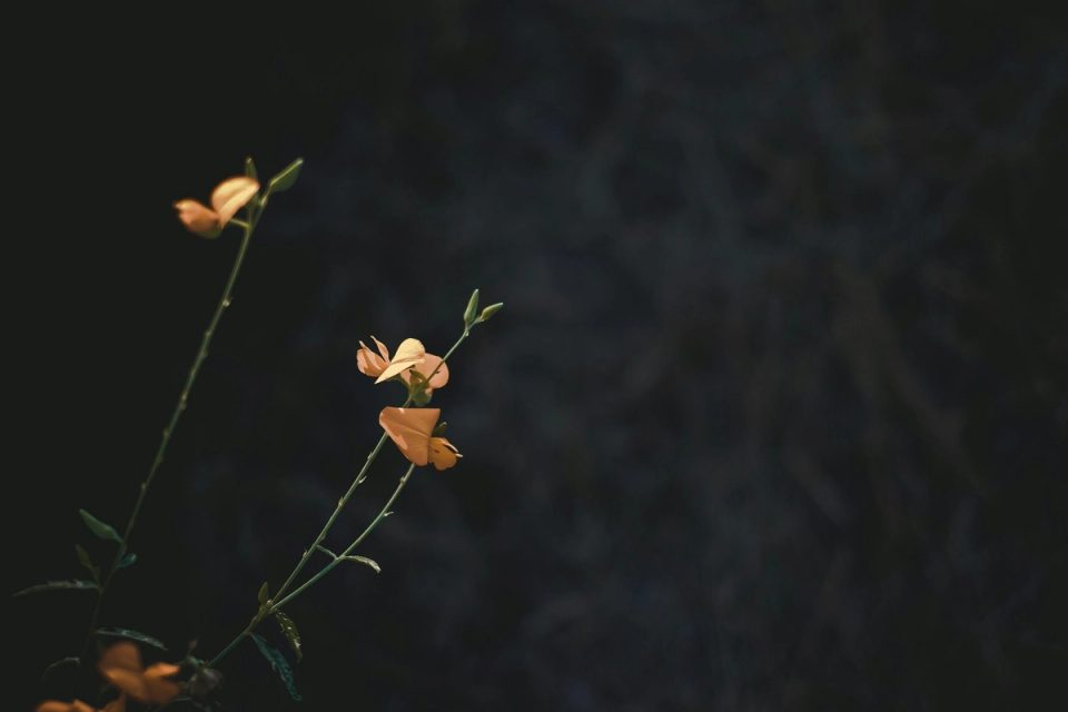 Featured image for ART and EMDR Comparisions