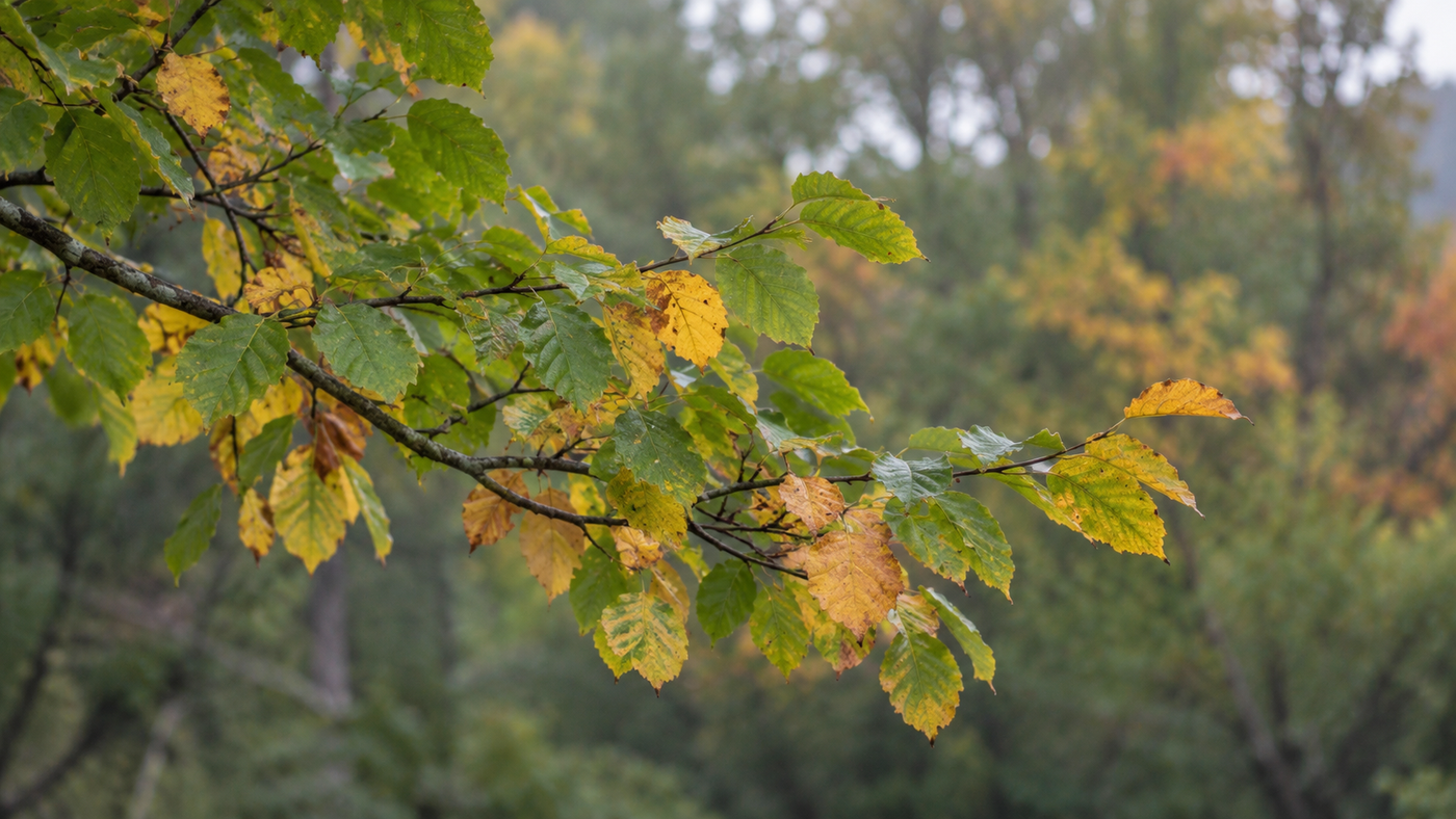 Grieving Before a Death: Understanding Anticipatory Grief