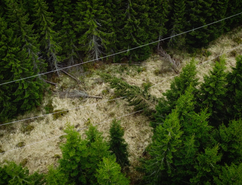 Kraftlinje sett ovenfra over skog