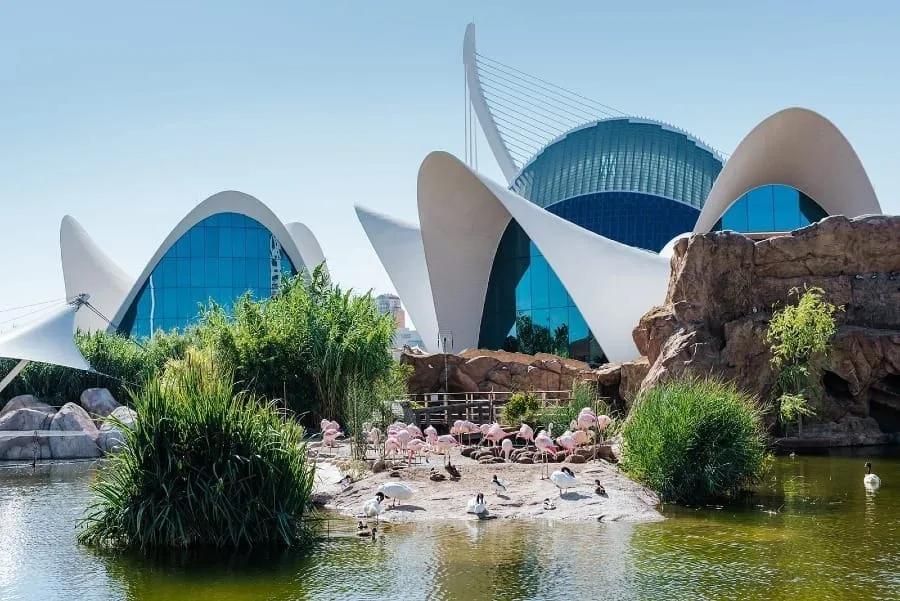 Coberturas brancas em forma de pétalas do Oceanogràfic, com lago, flamingos e vegetação em primeiro plano