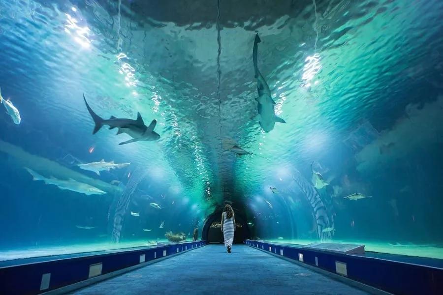 Túnel submarino do Oceanogràfic Túnel envidraçado sob um grande tanque com tubarões e peixes, com uma pessoa caminhando no centro