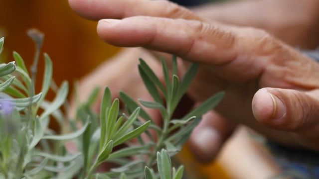 Jardim Sensorial: uma jornada através dos sentidos.