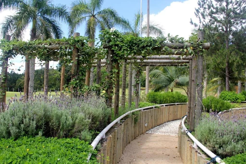 Caminho entre canteiros Caminho de madeira curvo sob pérgola coberta de trepadeiras, entre canteiros de lavanda e palmeiras
