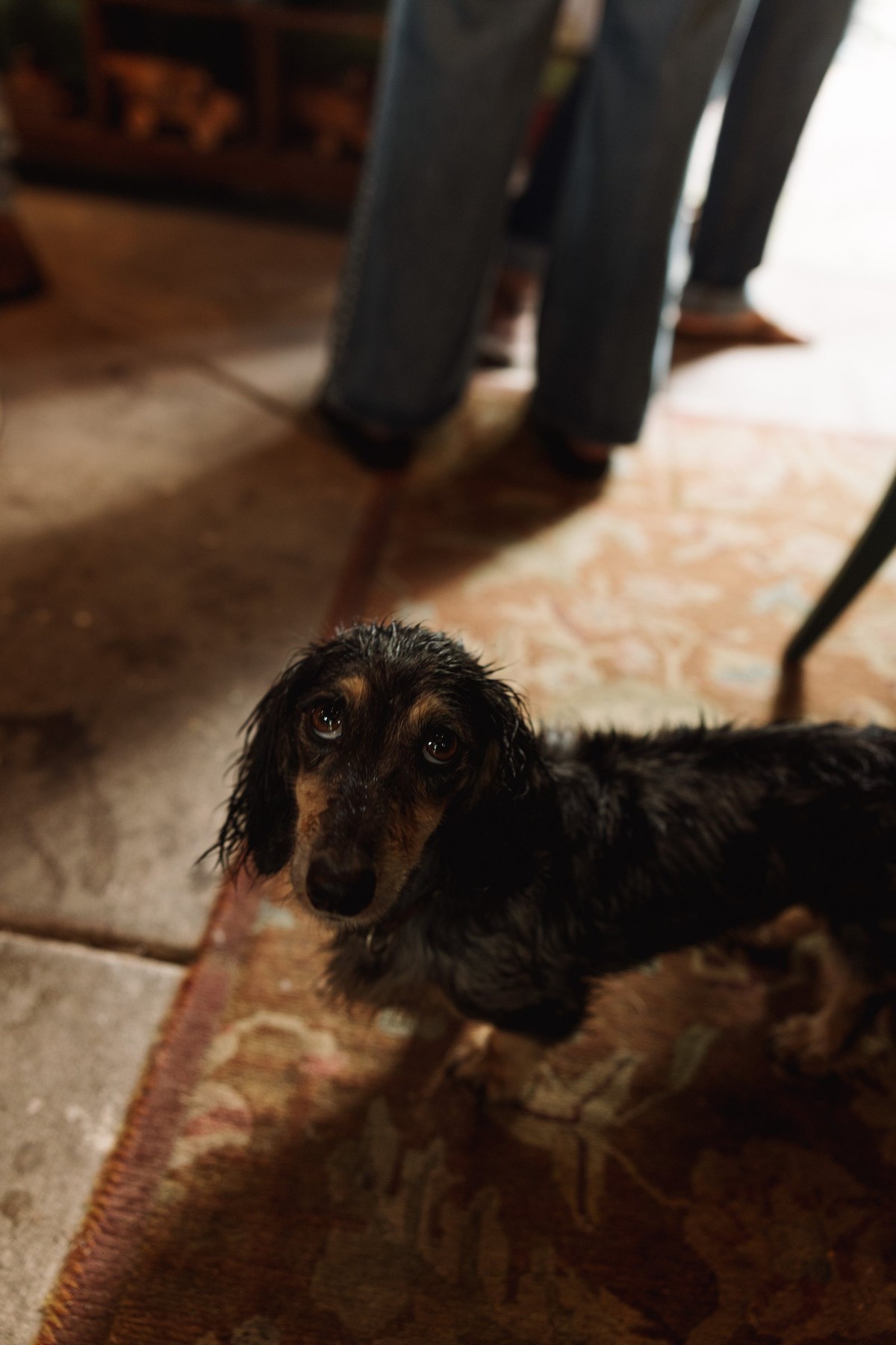 A long haired dachshund on the rug at the welcome dinner at a mountain ranch among the aspens