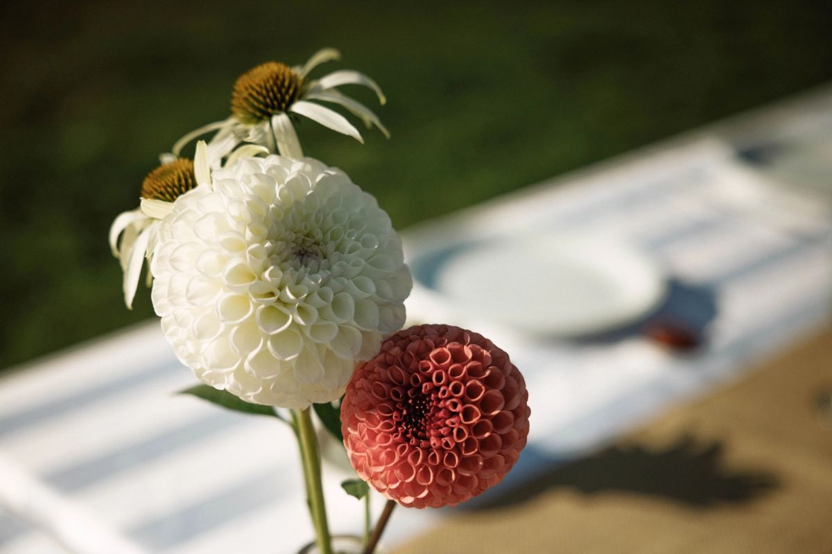 Close detail of white and burgundy dahlias resting on the table