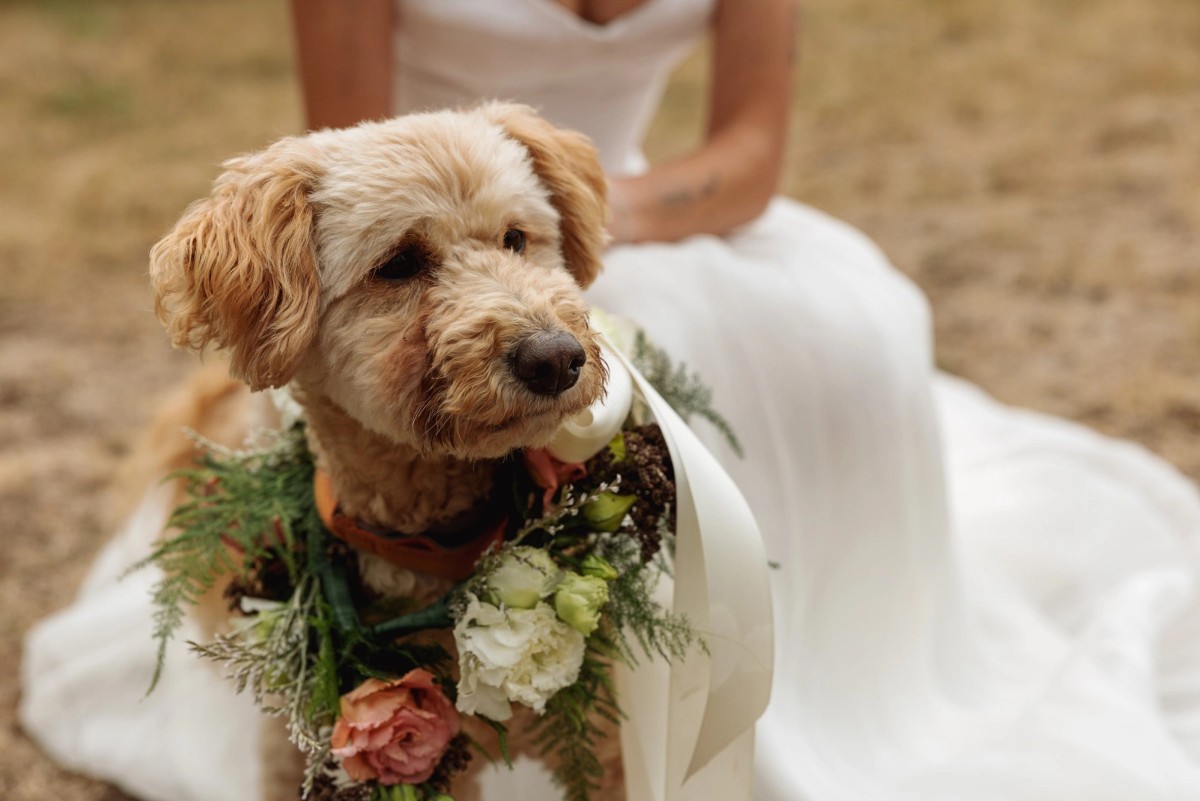 The family dog in a flower collar leans against Devin's gown at a mountain ranch among the aspens