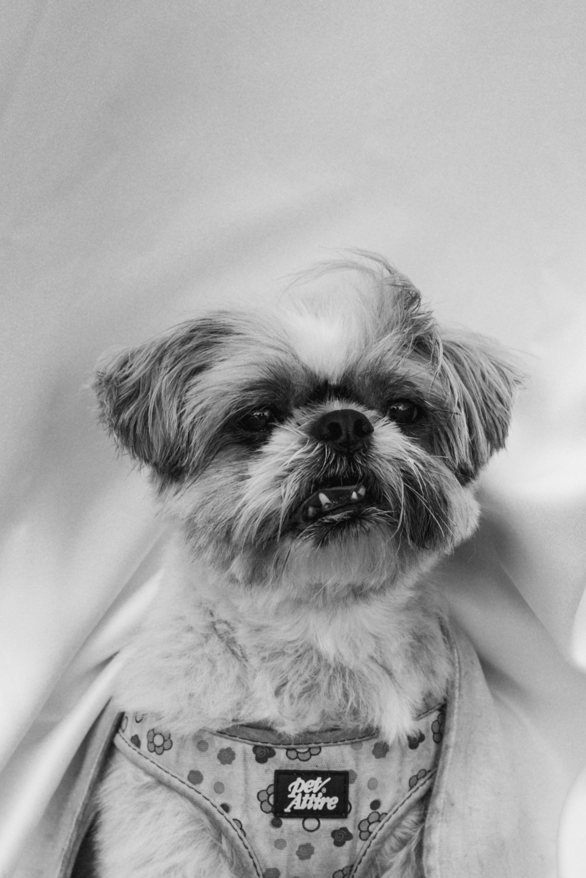 Black and white portrait of the couple's small dog in his wedding harness