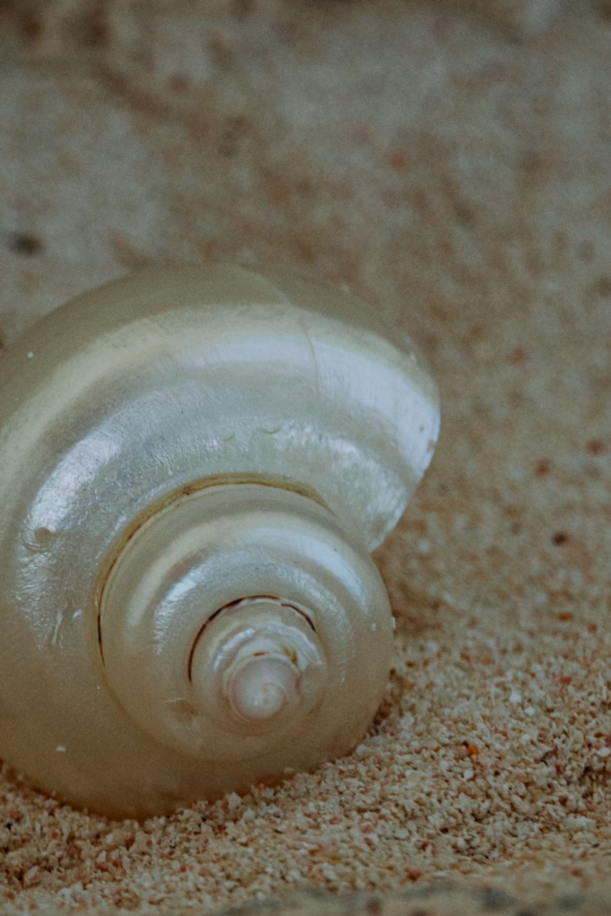 Close-up of a pearly spiral seashell resting in pink tinged sand