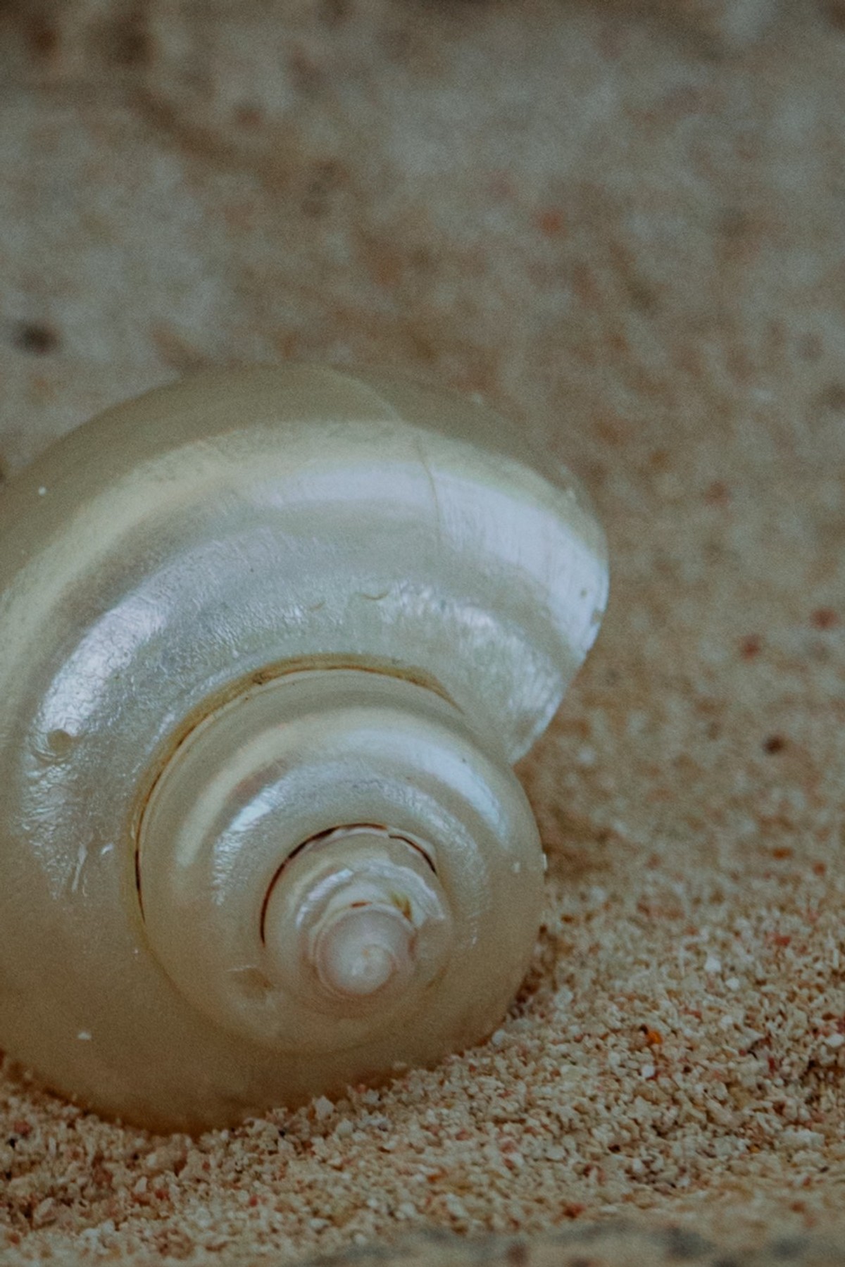 Close-up of a pearly spiral seashell resting in pink tinged sand