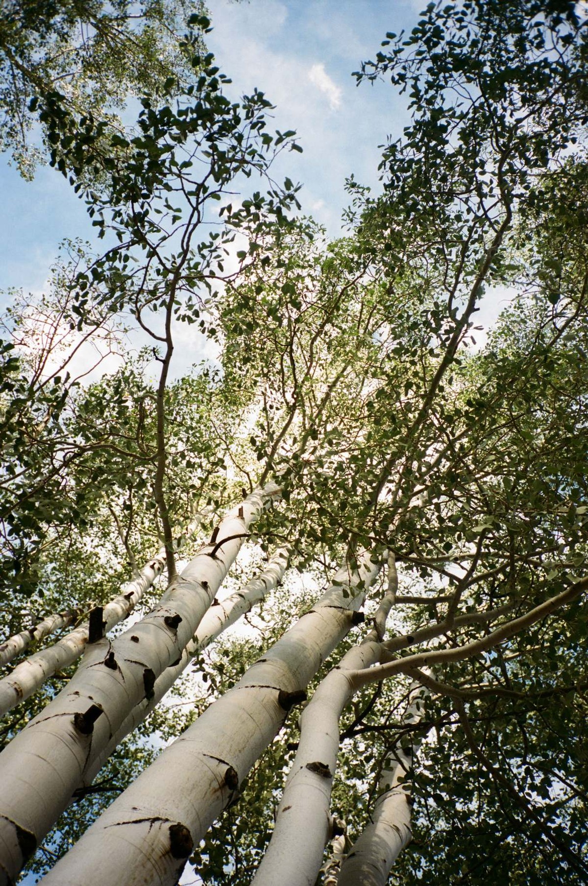 Looking up through the aspen canopy, shot on film at a mountain ranch among the aspens