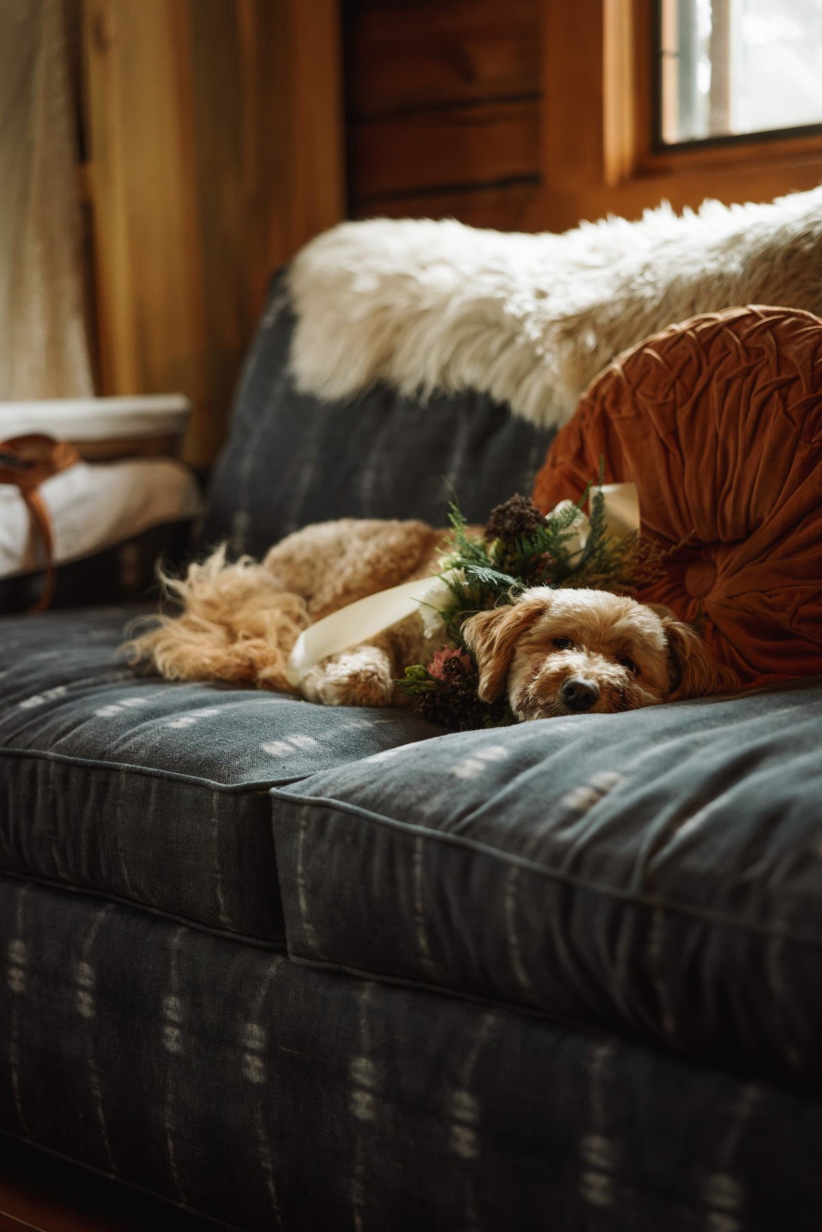 The family dogs asleep on the cabin sofa at a mountain ranch among the aspens