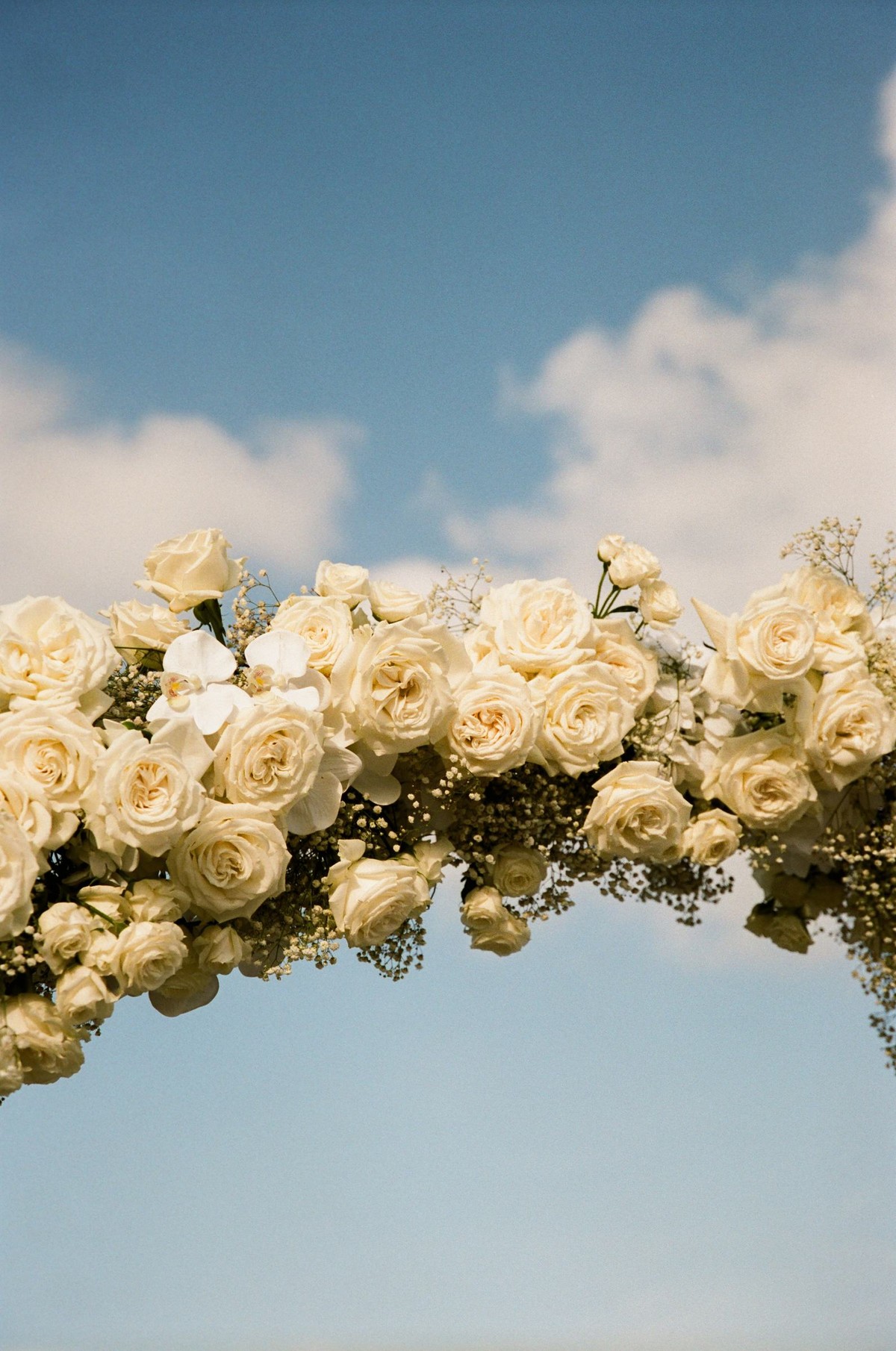 White roses on the ceremony arch against a blue sky on Hawkins Island, Bermuda, on film