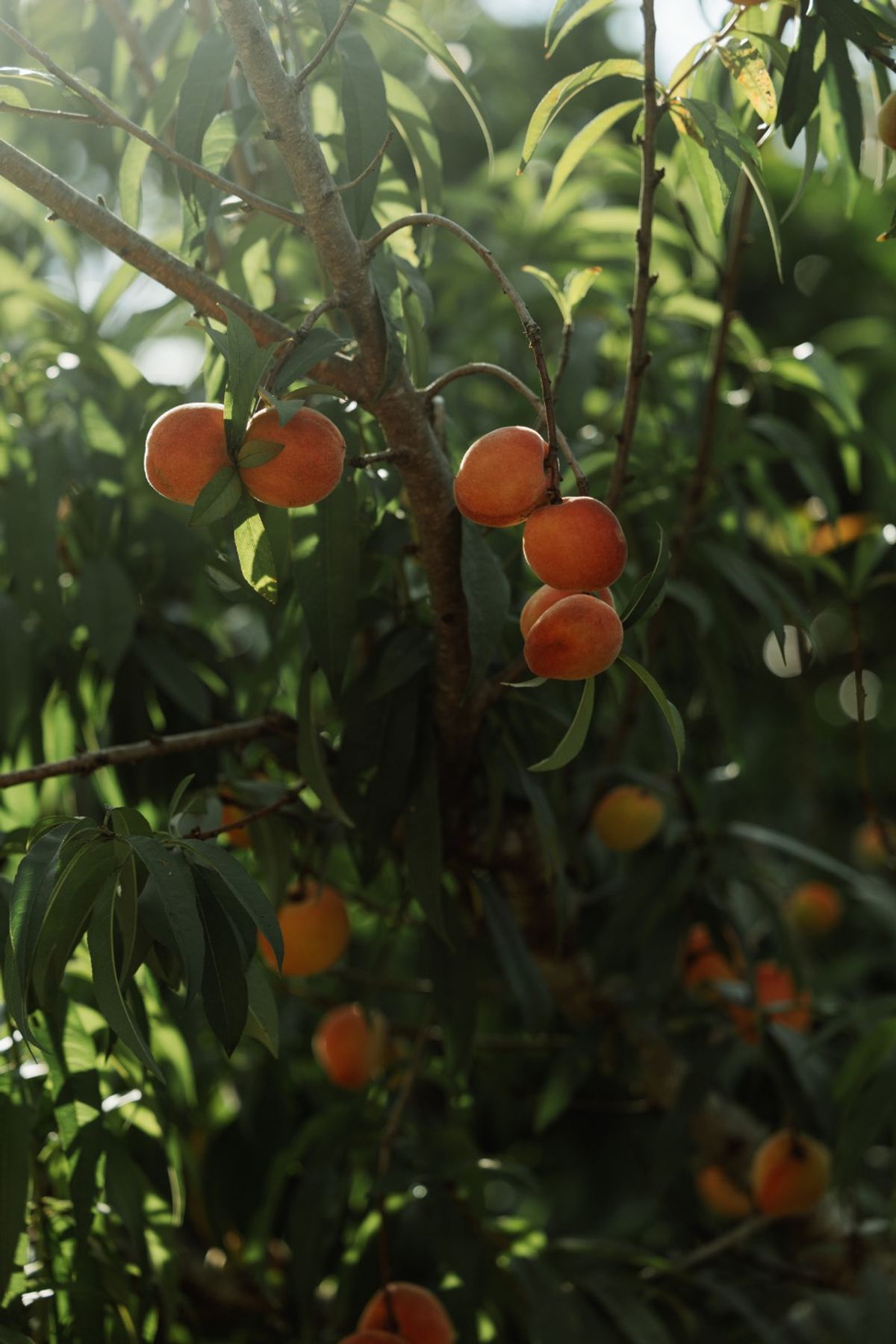 Ripening peaches hanging from a tree in the wedding garden