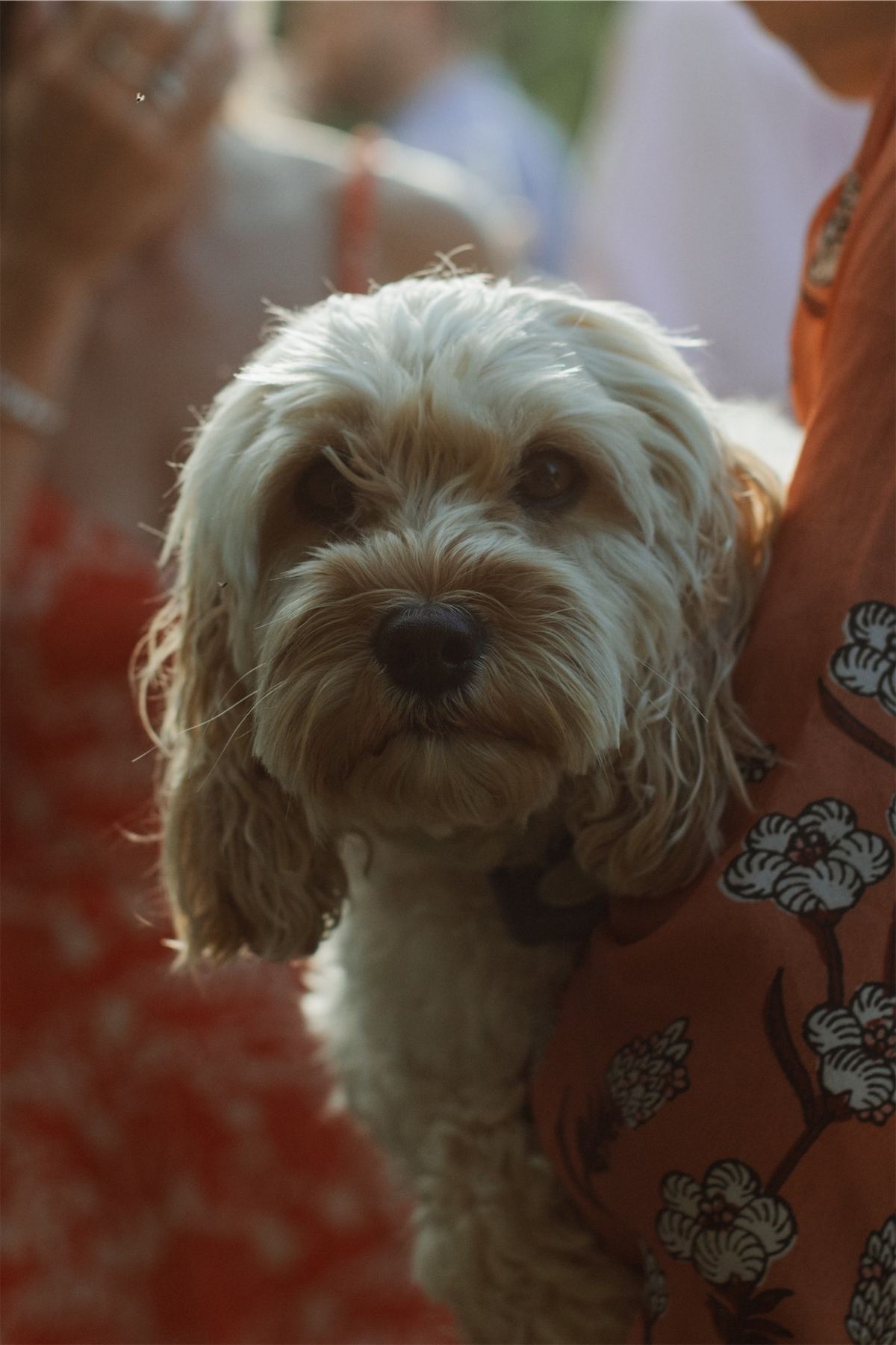 Small cream cockapoo held by a guest in a floral dress during the celebration