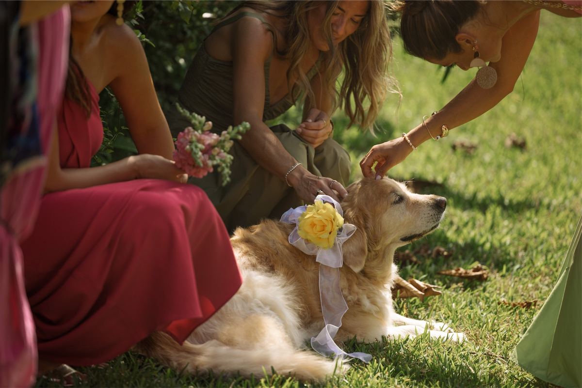 Golden retriever in a floral collar resting on the grass among the bridesmaids