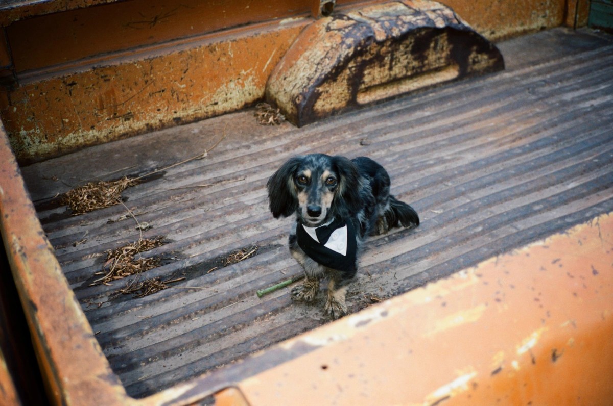 The dachshund in a bow tie sits in the rusty orange truck bed, shot on film at a mountain ranch among the aspens