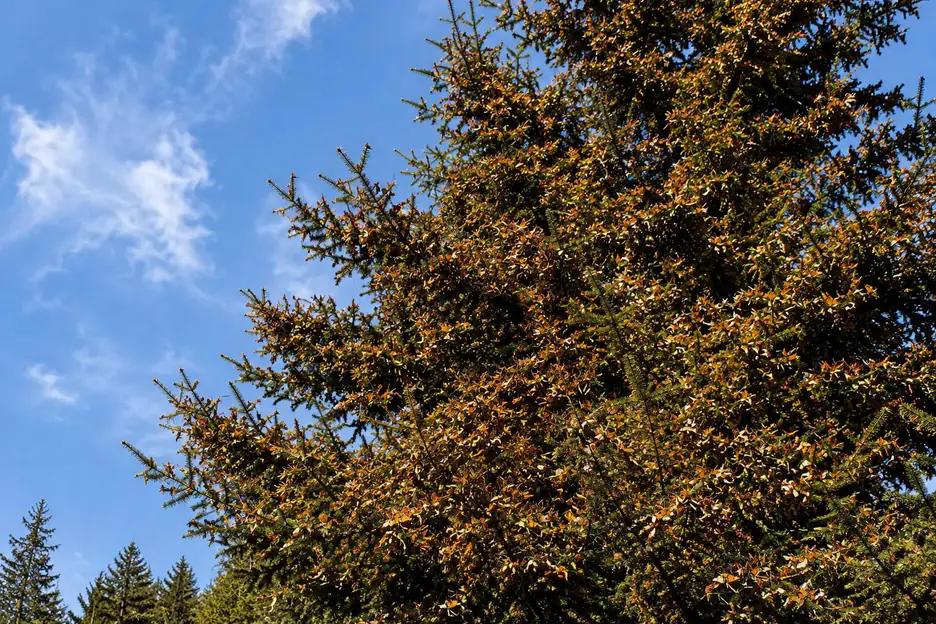 An oyamel fir tree covered in clustered Monarch butterflies against a blue sky, Sierra de Angangueo