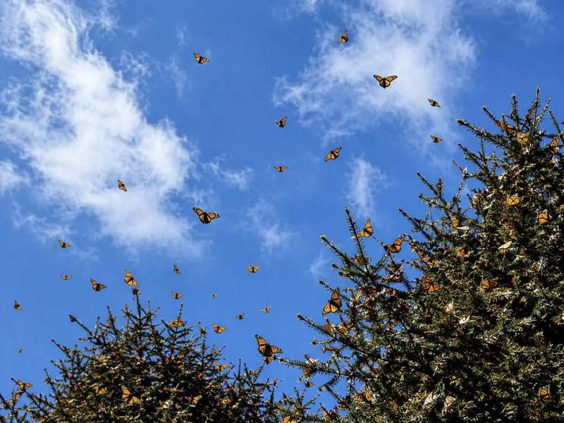Migrating Monarchs