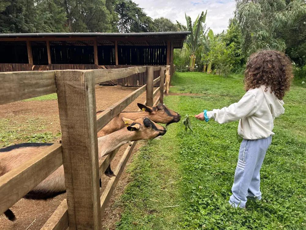 The Farm