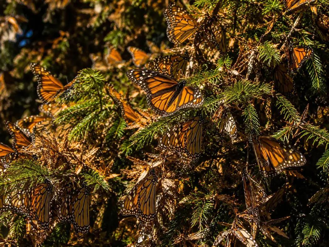 A close cluster of Monarch butterflies resting on the branches of an oyamel fir