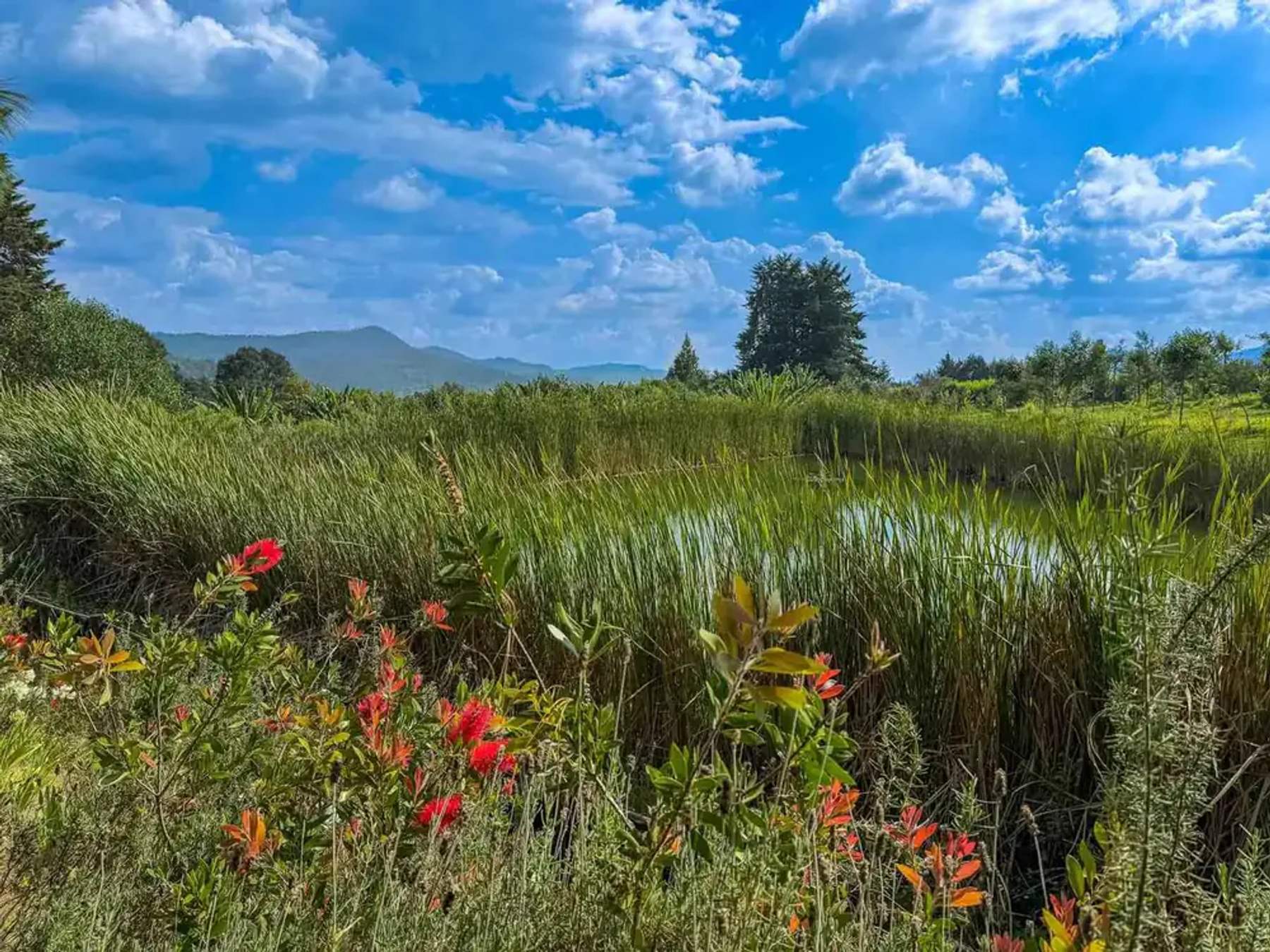 Attesi Mexico nature and gardens