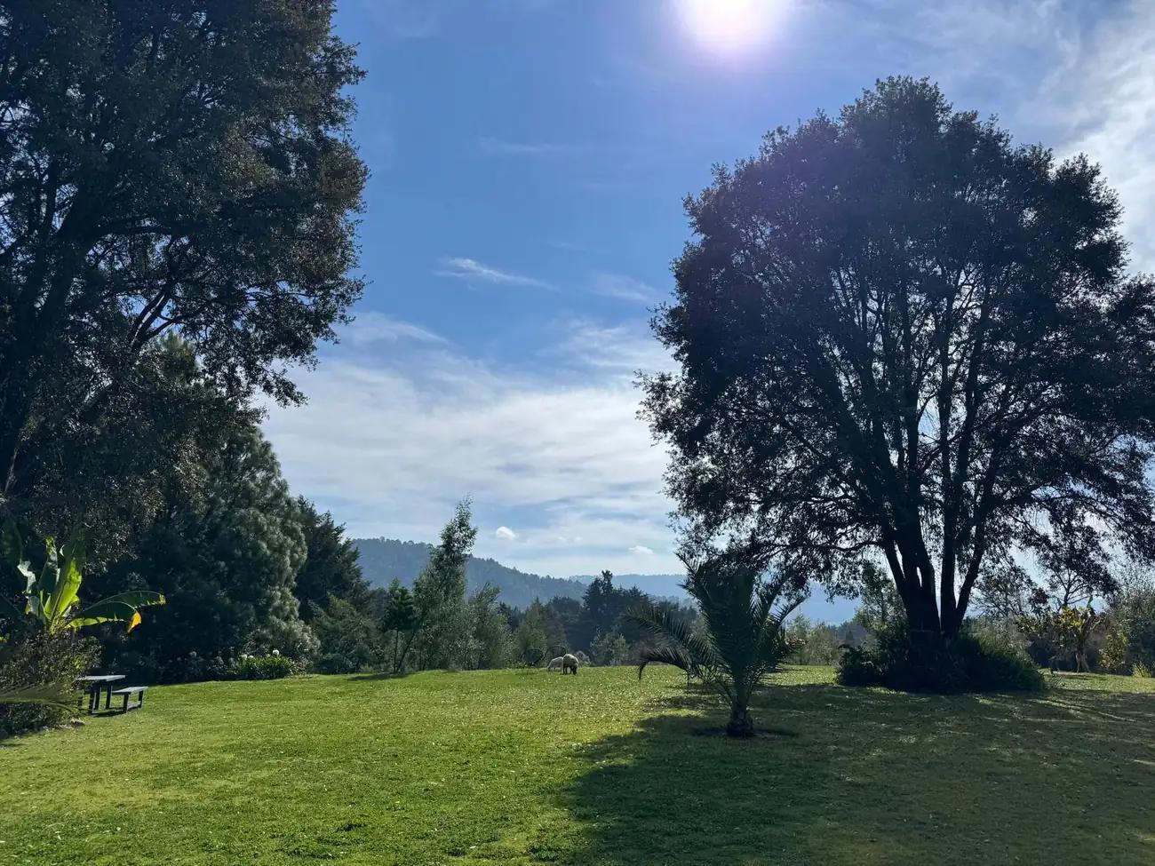 Open lawn with mature trees and mountain views
