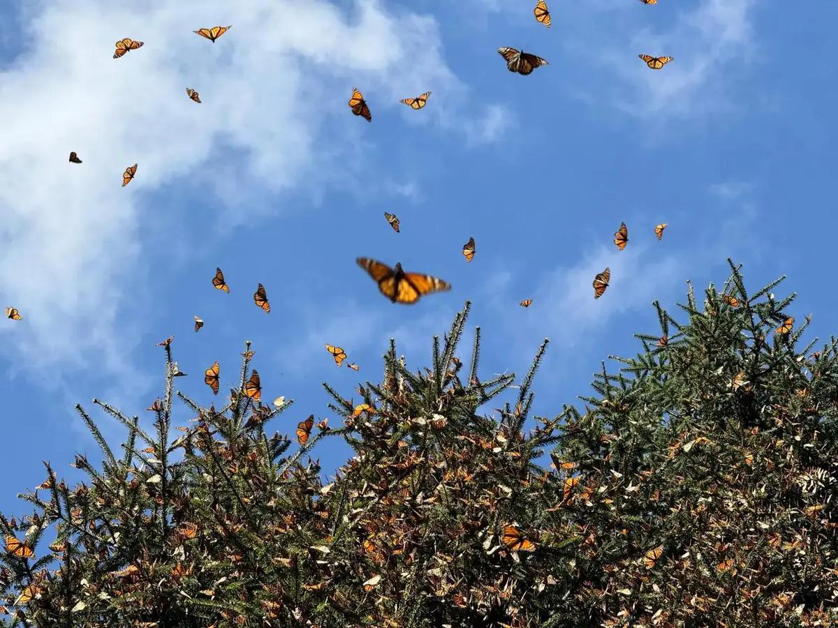 A Monarch butterfly in flight over the misty forested mountains of Sierra de Angangueo, Mexico