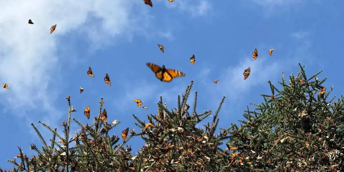 A Monarch butterfly in flight over the misty forested mountains of Sierra de Angangueo, Mexico