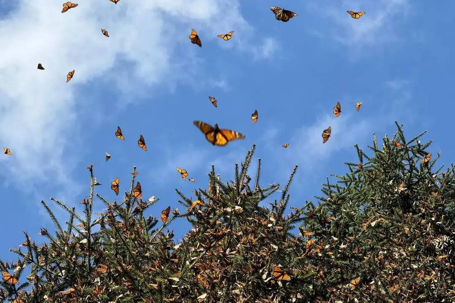 A Monarch butterfly in flight over the misty forested mountains of Sierra de Angangueo, Mexico