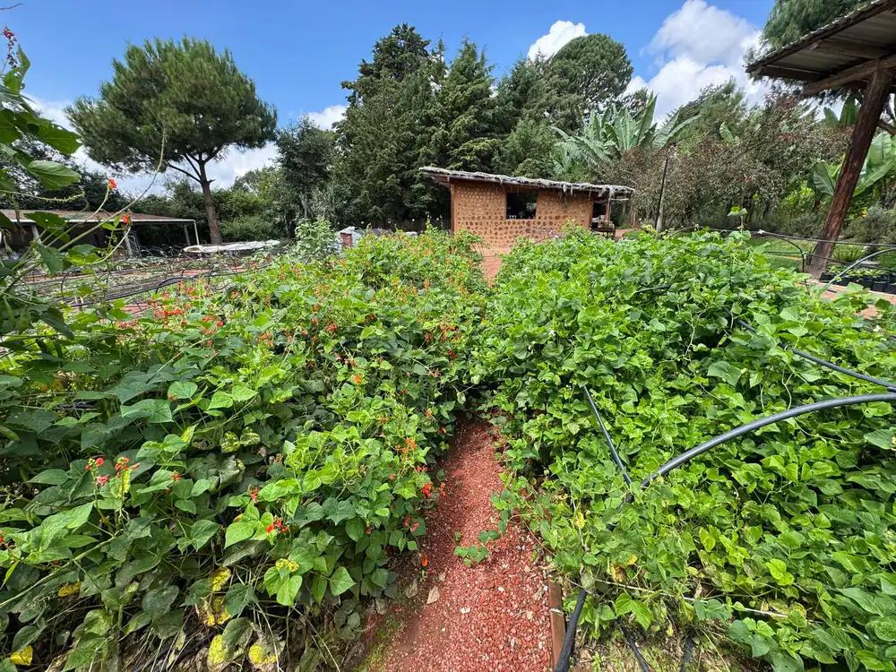 Huertos Garden 2