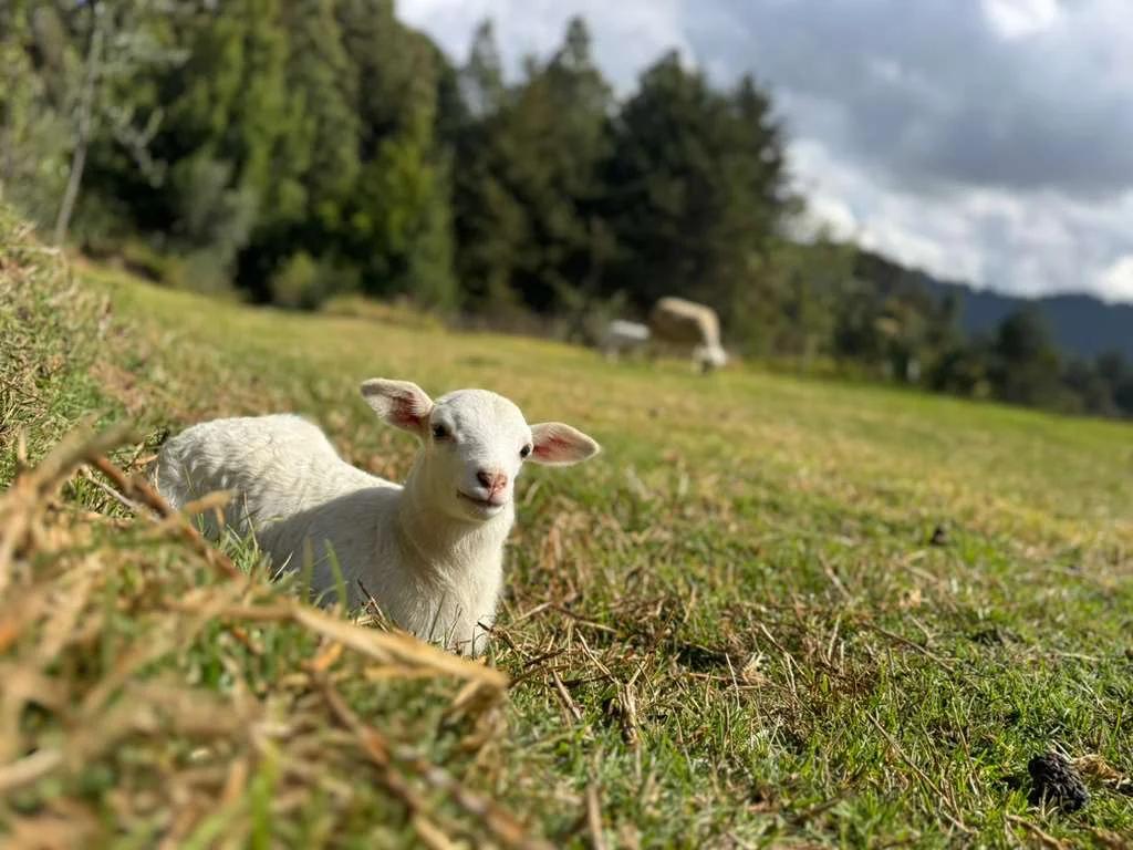 The Farm 4