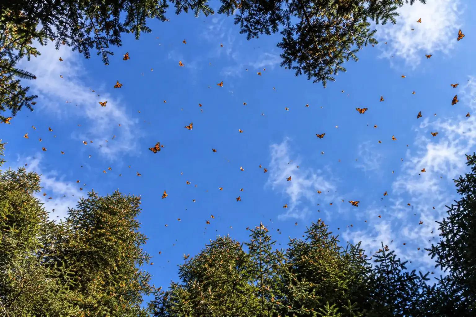 Looking up through the oyamel fir canopy with Monarch butterflies in the sky, Sierra de Angangueo