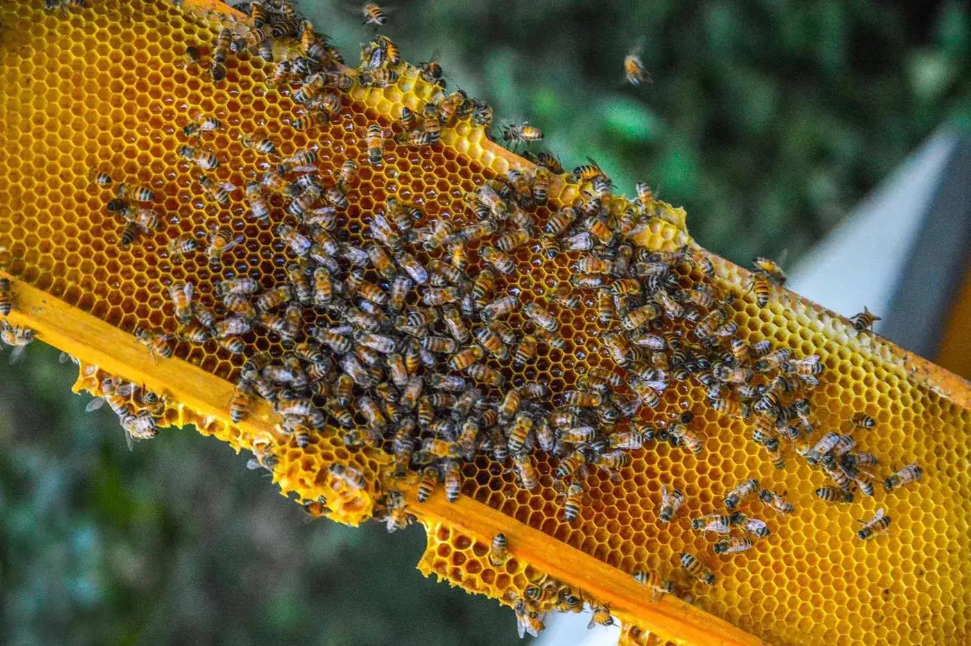 Apiary