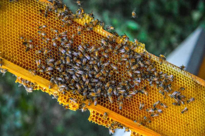 Apiary