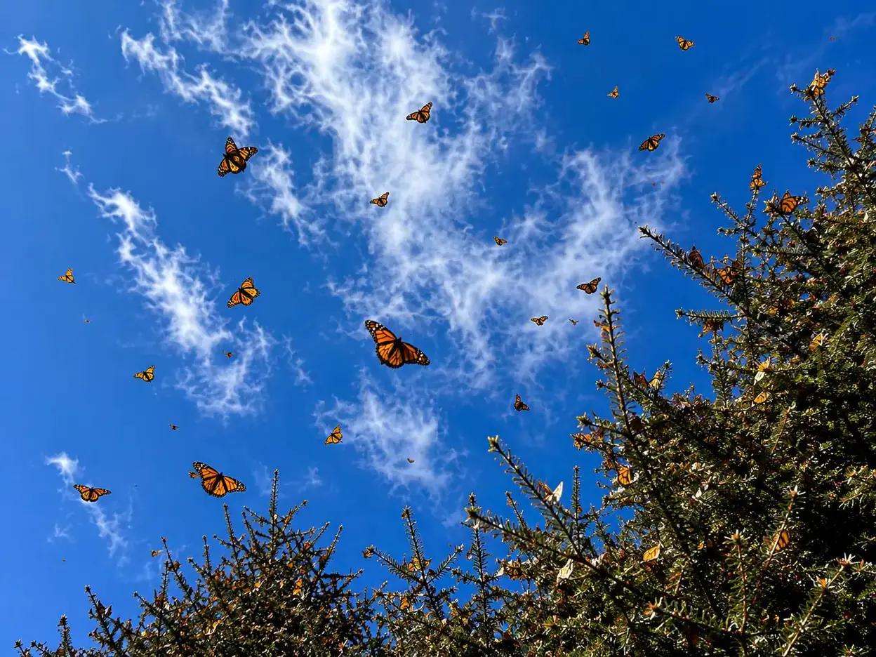 A single Monarch butterfly mid-flight against a blue sky with other butterflies and a fir tree behind