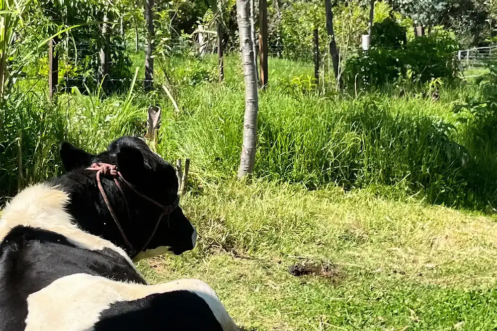 The Farm