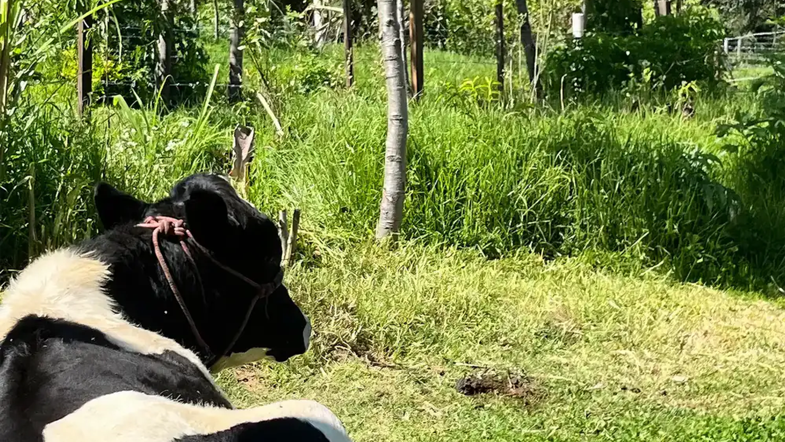 The Farm