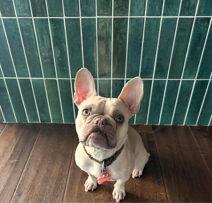 A cream French Bulldog sits on a wooden floor, looking up, against a green tiled wall.