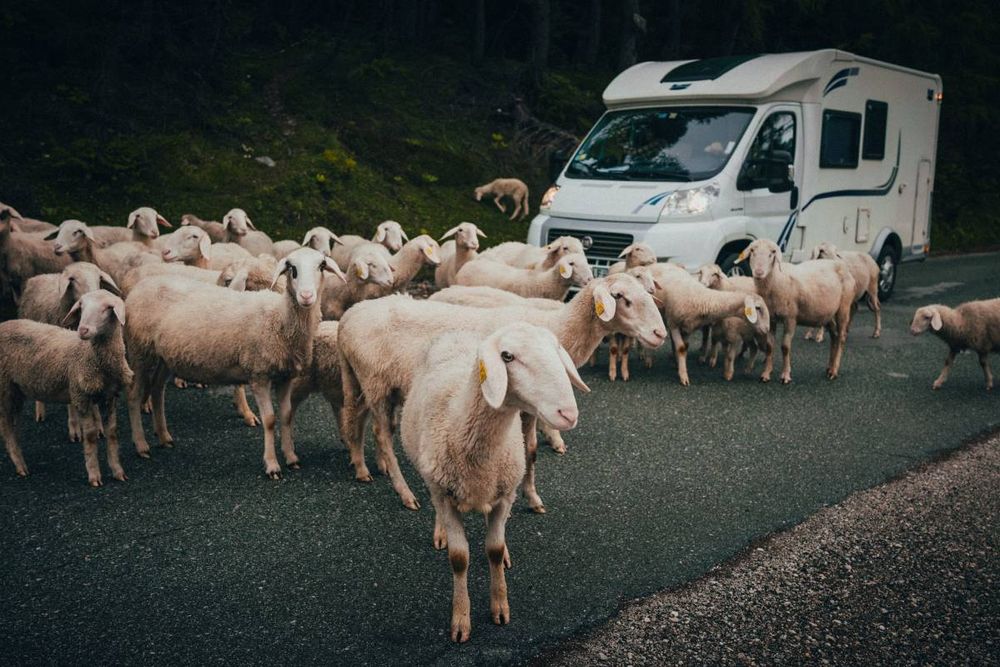 A flock of sheep blocking the road in front of a motor home - Miracle Mill