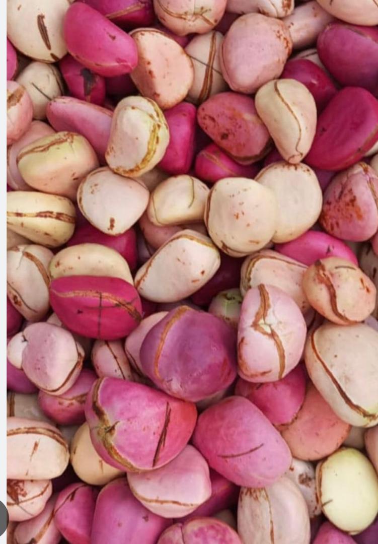 Kola nuts are roughly chestnut-sized brown seeds that grow inside the star-shaped pods of the kola tree, a species native to West Africa. These nuts are naturally rich in caffeine, which gives the fresh ones a sharp, bitter taste. Once dried, though, they develop a gentler flavor along with a warm, nutmeg-like fragrance. In West African traditions they are valued as a natural stimulant, since a single kola nut can hold more caffeine than a couple of cups of coffee. Chewing them for an energy boost has been common for centuries. Their reputation spread widely, and by the 1800s kola extracts were being added to tonics and so-called energy remedies. In the early 1900s, the creators of Coca-Cola even included kola nut extract in the original recipe, which is where the drink got the “cola” in its name. While modern Coca-Cola no longer contains the extract, kola nuts are still used as a caffeine source in many energy drinks, meaning you may have consumed them without even knowing.