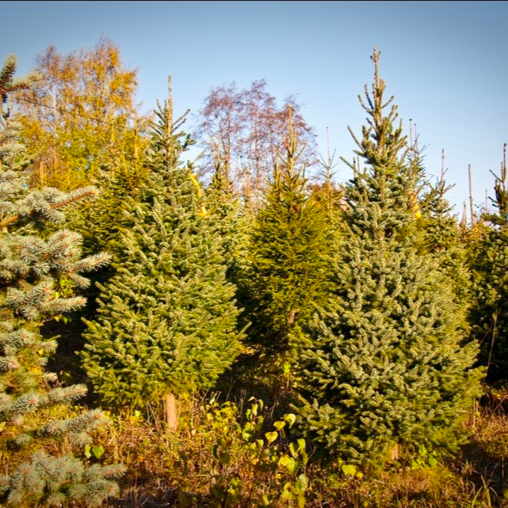 #joulukuuset #kuusipuu.fi #viljelmät