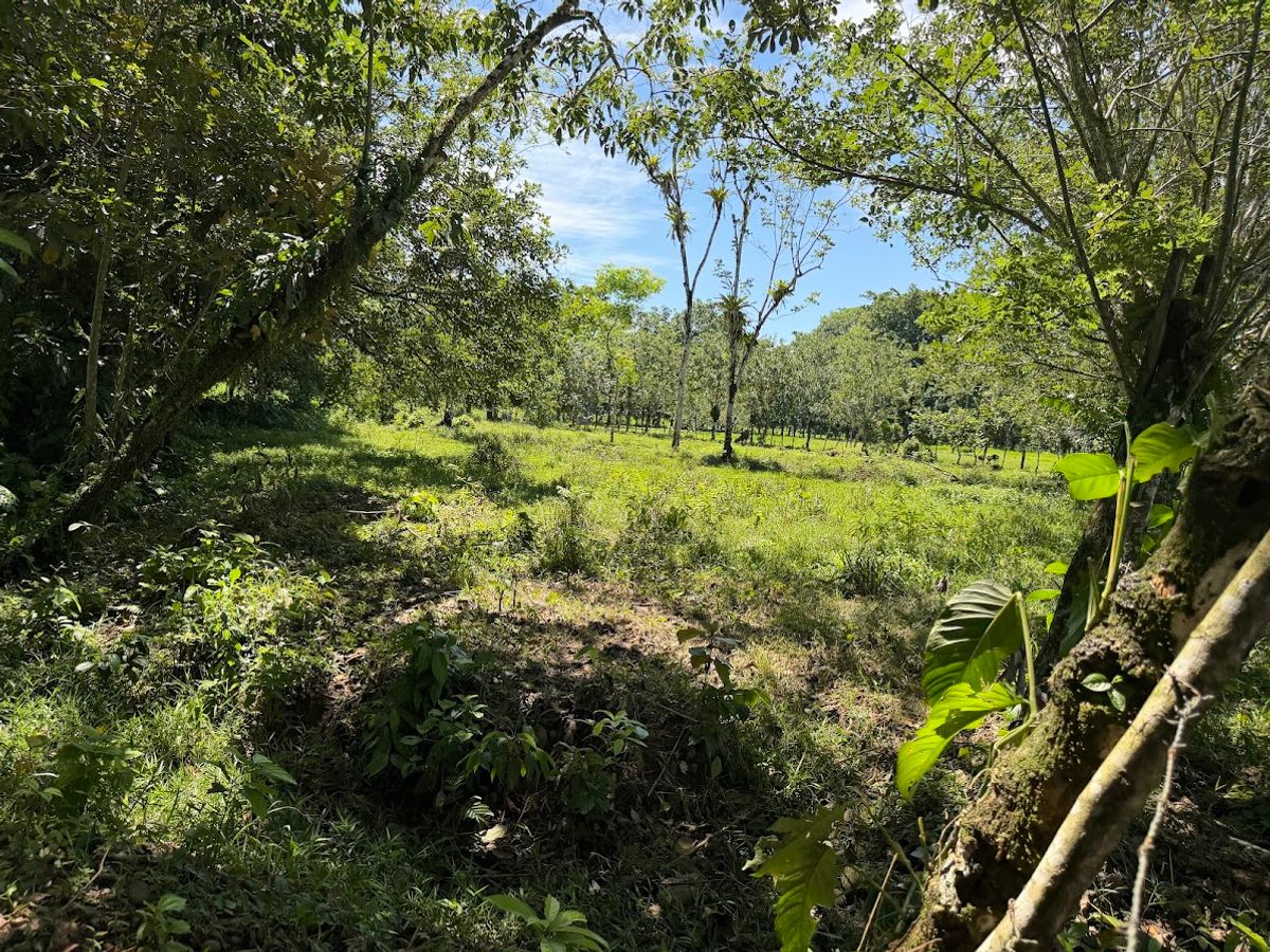 3.6-Hectare Livestock & Commercial Farm in La Vega: Main Road Frontage