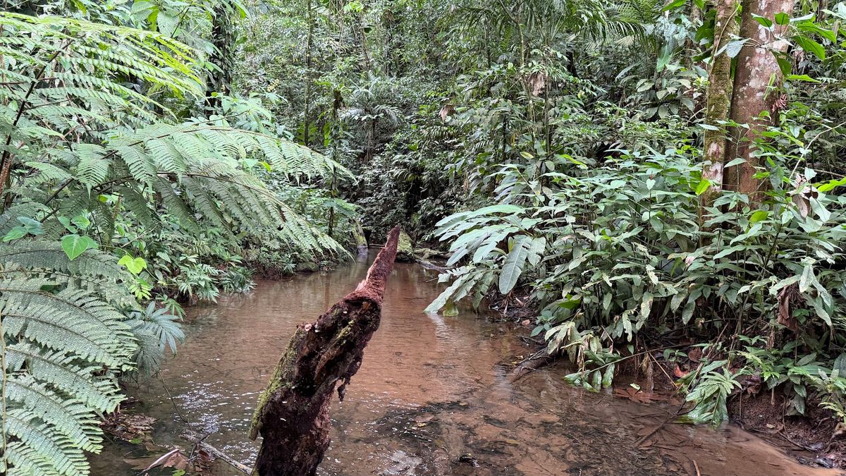 Finca Turística y Agropecuaria en San Carlos: Con Nacientes y Ríos