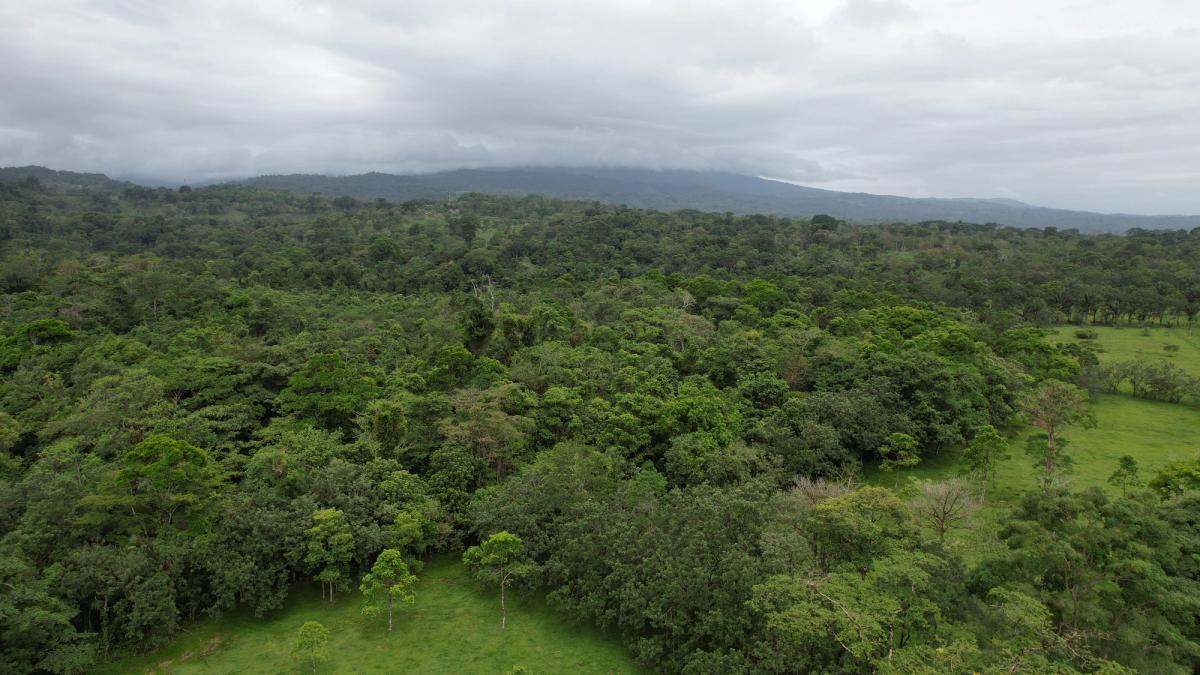 Finca Ganadera entre Upala y Bijagua: Dividida por Vía Nacional