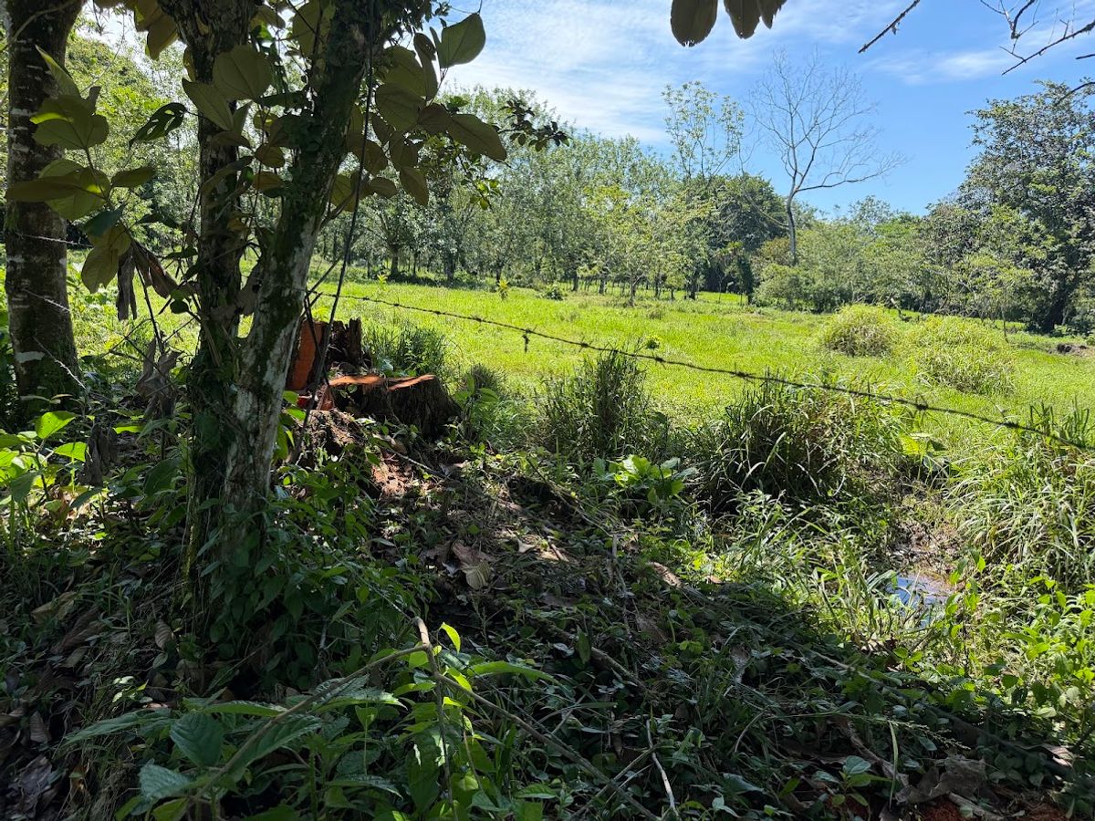 3.6-Hectare Livestock & Commercial Farm in La Vega: Main Road Frontage