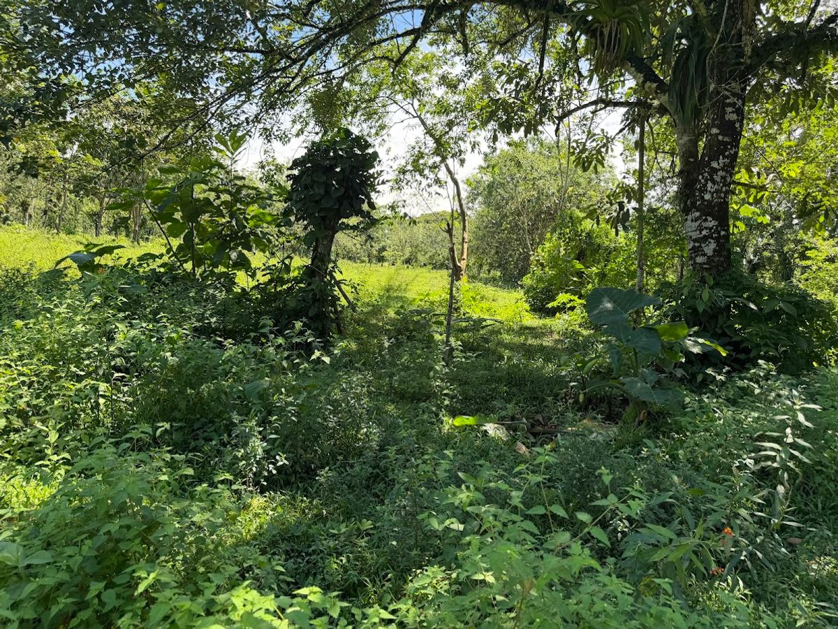 3.6-Hectare Livestock & Commercial Farm in La Vega: Main Road Frontage