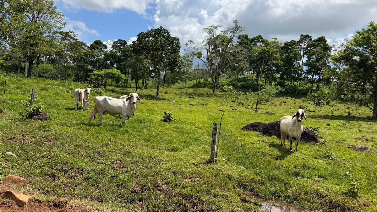 Fully Operational Livestock Development in Cuatro Esquinas