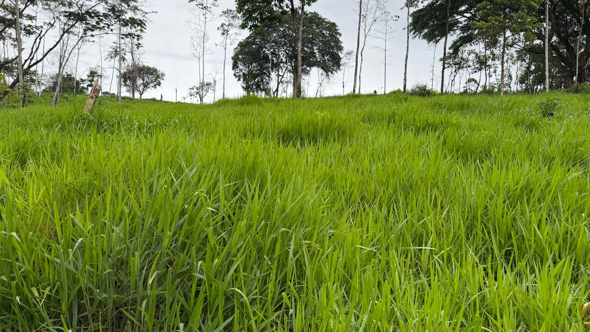 Finca Ganadera entre Upala y Bijagua: Dividida por Vía Nacional