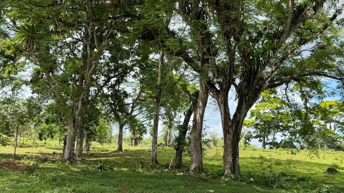 Fully Operational Livestock Development in Cuatro Esquinas